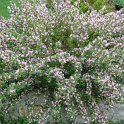 Chamaecytisus purpureus P12 (2)